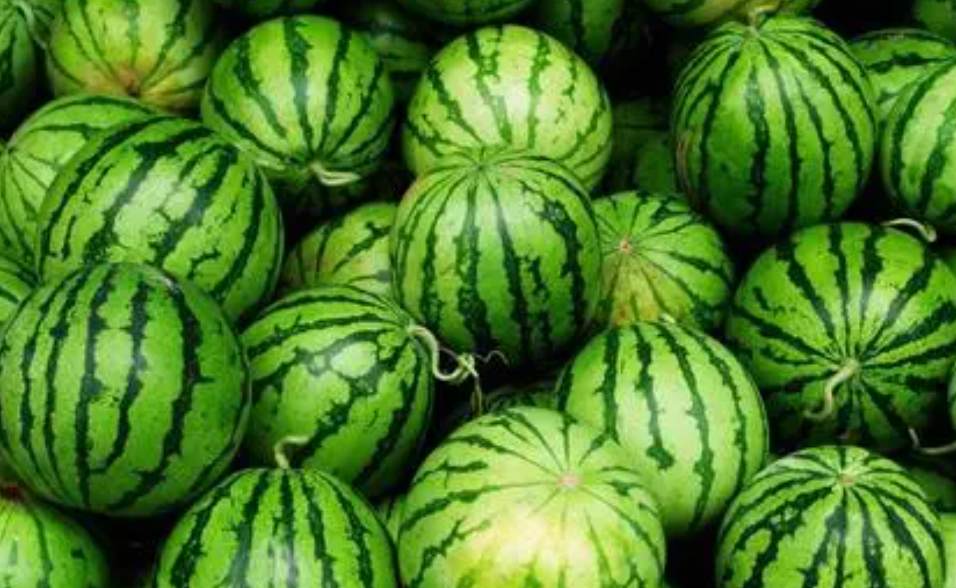 西瓜保鲜冷库 西瓜保鲜冷库