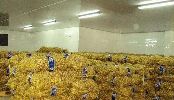 建一个生姜保鲜冷库成本及存储技术 建一个生姜保鲜冷库成本及存储技术