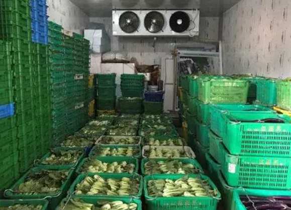 500立方青菜保鲜冷库安装价格 500立方青菜保鲜冷库安装价格