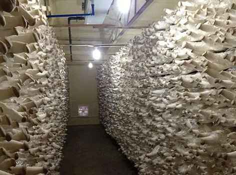 安装一个100平蘑菇保鲜冷库需要多少钱 安装一个100平蘑菇保鲜冷库需要多少钱