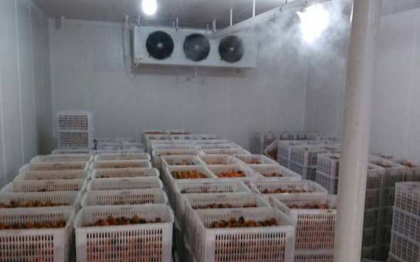 新鲜辣椒在冷库中的保鲜技术要求 新鲜辣椒在冷库中的保鲜技术要求