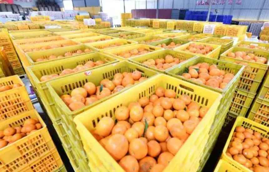 沃柑冷库保鲜存储技术方法 沃柑冷库保鲜存储技术方法