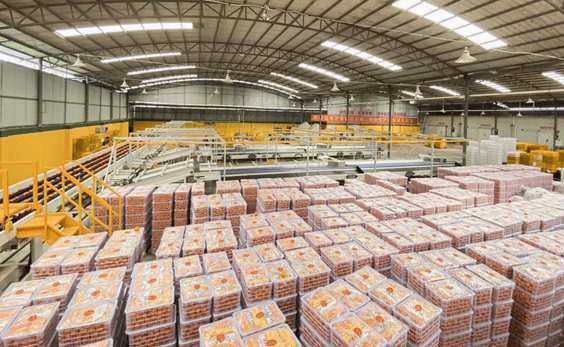 沃柑冷库保鲜存储技术方法 沃柑冷库保鲜存储技术方法