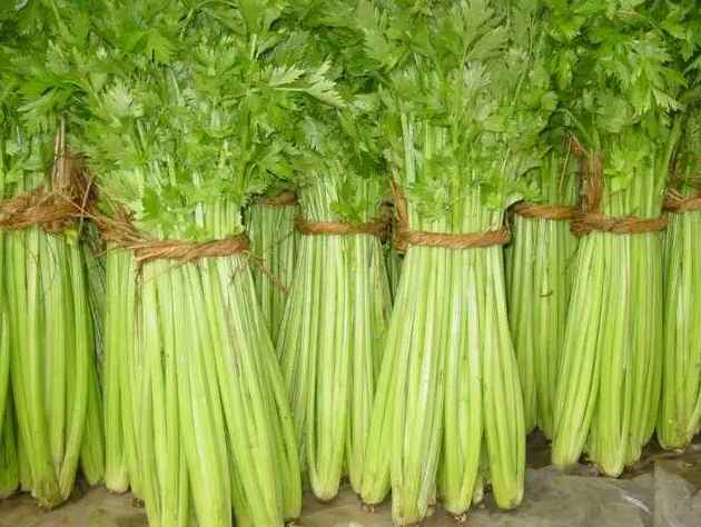芹菜冷库贮藏温度多少度好 芹菜冷库贮藏温度多少度好