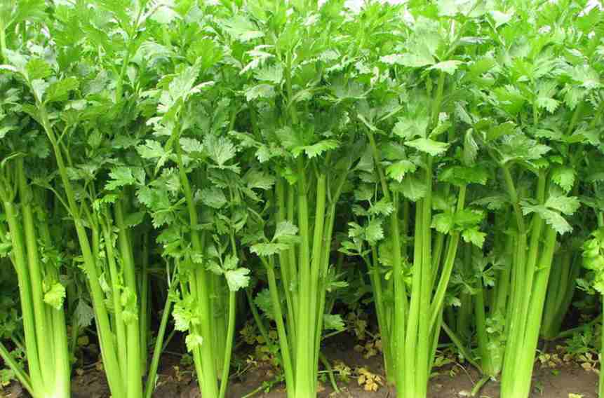 北京芹菜保鲜冷库安装需要多少钱 北京芹菜保鲜冷库安装需要多少钱