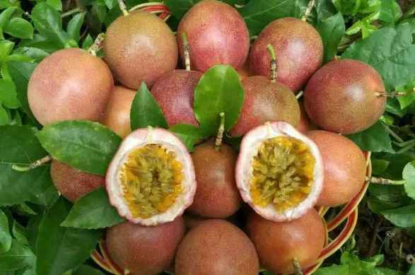 百香果冷库储存技巧和方法 百香果冷库储存技巧和方法