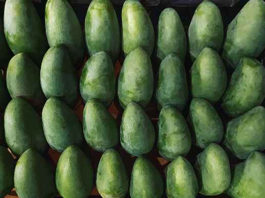 安装100平方米青芒果保鲜库多少钱 安装100平方米青芒果保鲜库多少钱