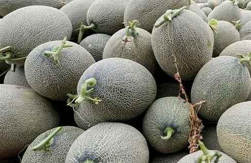 哈密瓜可以放保鲜冷库吗 哈密瓜可以放保鲜冷库吗