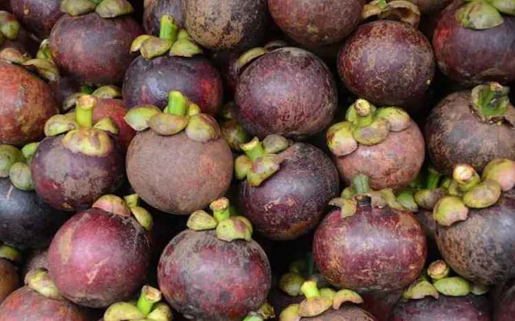 山竹存储在保鲜冷库能存放多久不坏 山竹存储在保鲜冷库能存放多久不坏