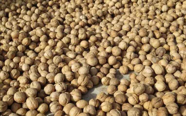 核桃放冷库的温度多少合适 核桃放冷库的温度多少合适