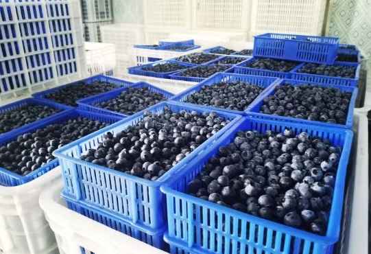 建造一个100平方蓝莓保鲜冷库要多少钱 建造一个100平方蓝莓保鲜冷库要多少钱