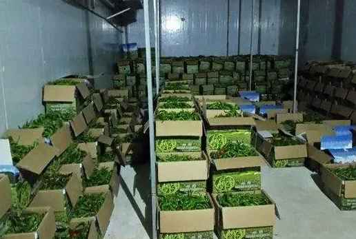 建一个500立方的青椒冷库需要多少钱 建一个500立方的青椒冷库需要多少钱