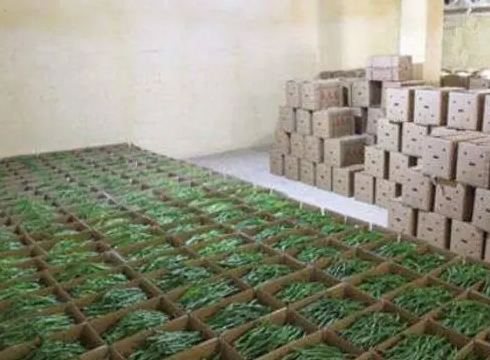 建一个500立方的青椒冷库需要多少钱 建一个500立方的青椒冷库需要多少钱