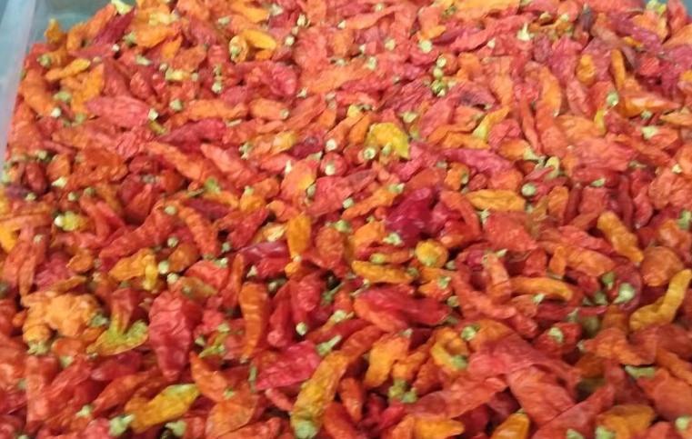 朝天椒冷库储存保鲜技术 朝天椒冷库储存保鲜技术