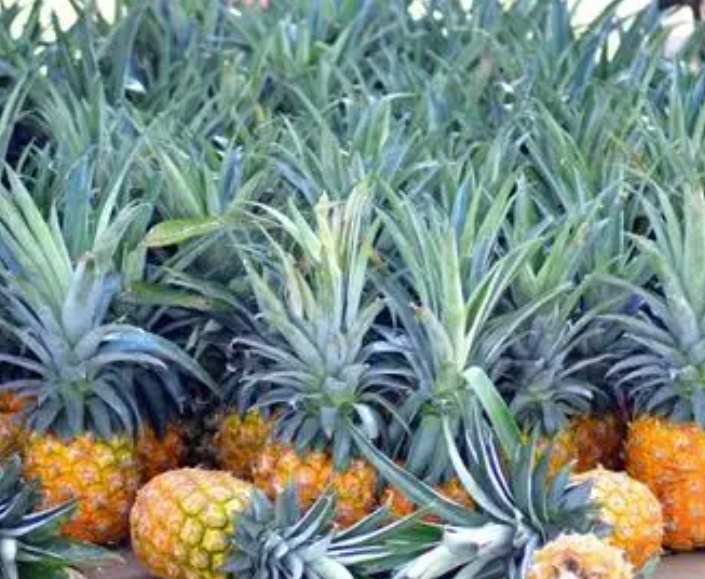 凤梨在冷库放多长时间