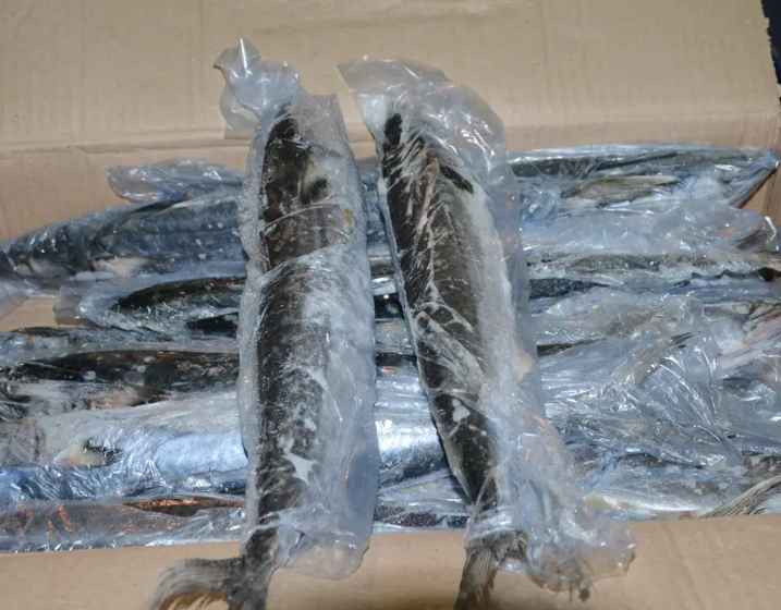 安装50平米冻鱼冷冻冷库价格多少钱