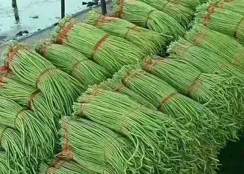 豆角冷库保鲜5个月的技巧是什么