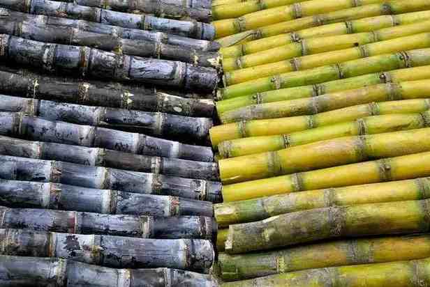 甘蔗冷库储存方法