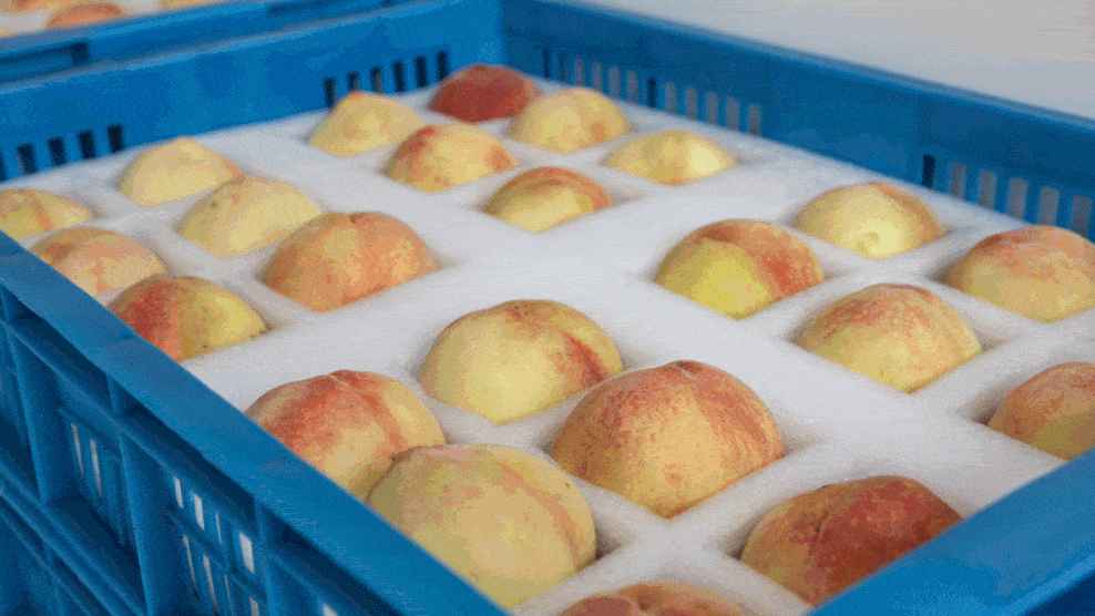 蔬菜水果进保鲜冷库前咋处理？必知要点全在这！