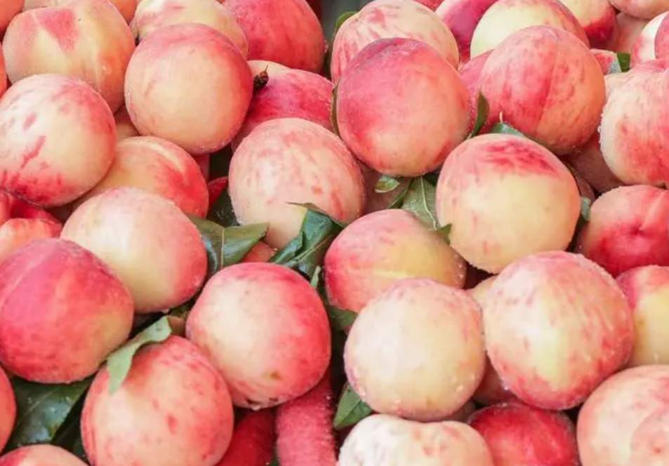 水蜜桃冷库保鲜技术要求有哪些